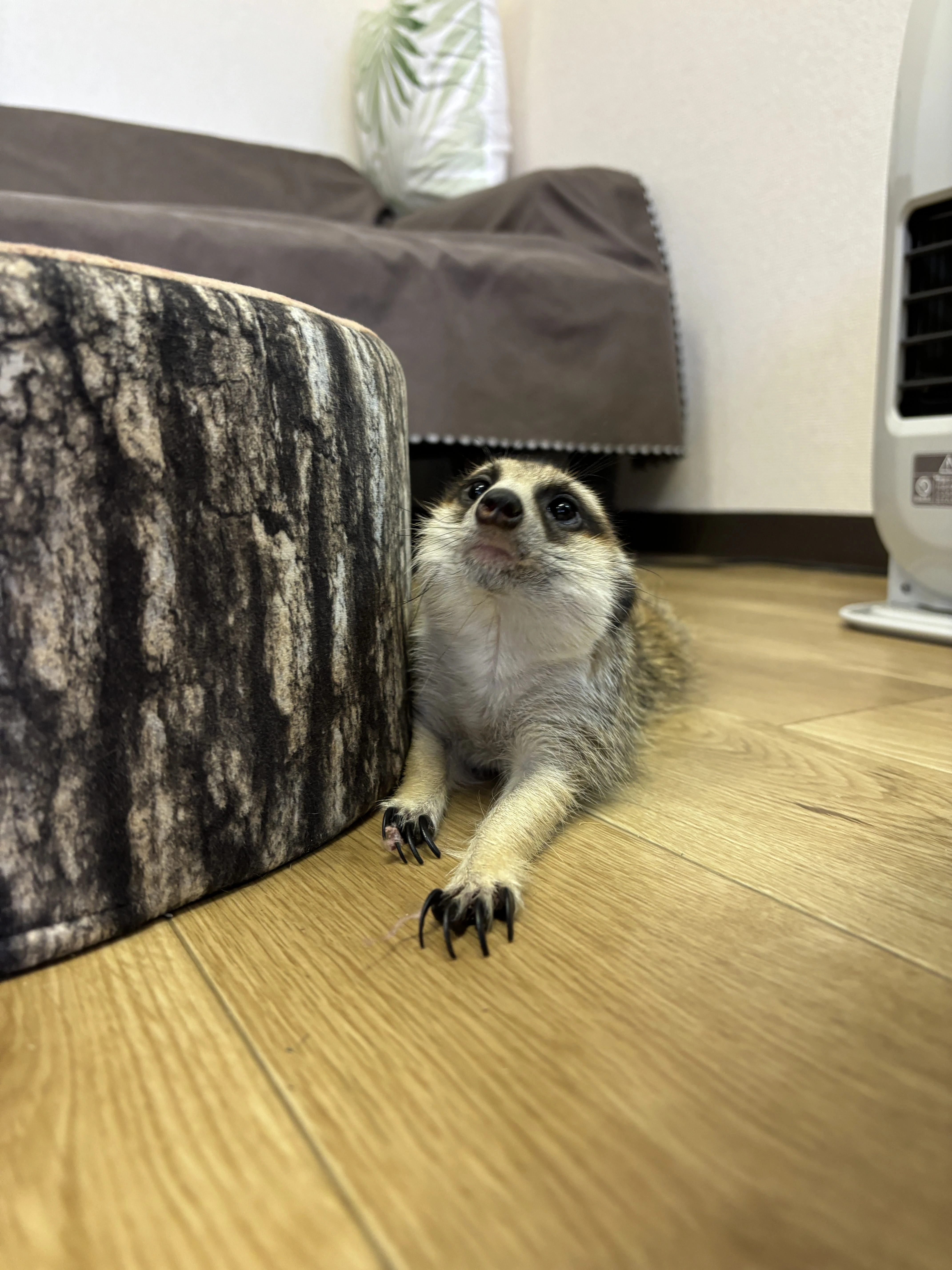 珍しい動物