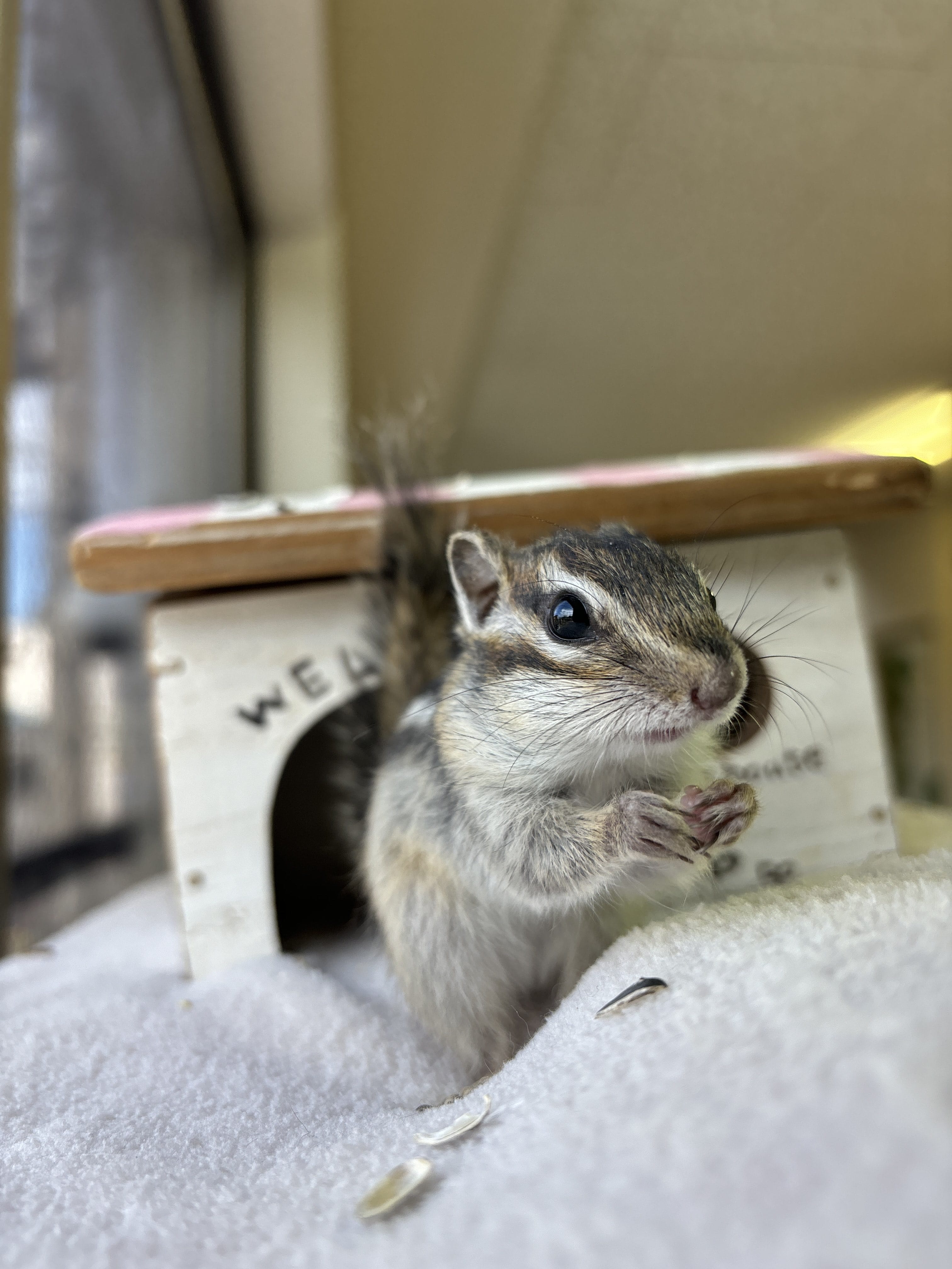 シマリス 京都 ふれあい