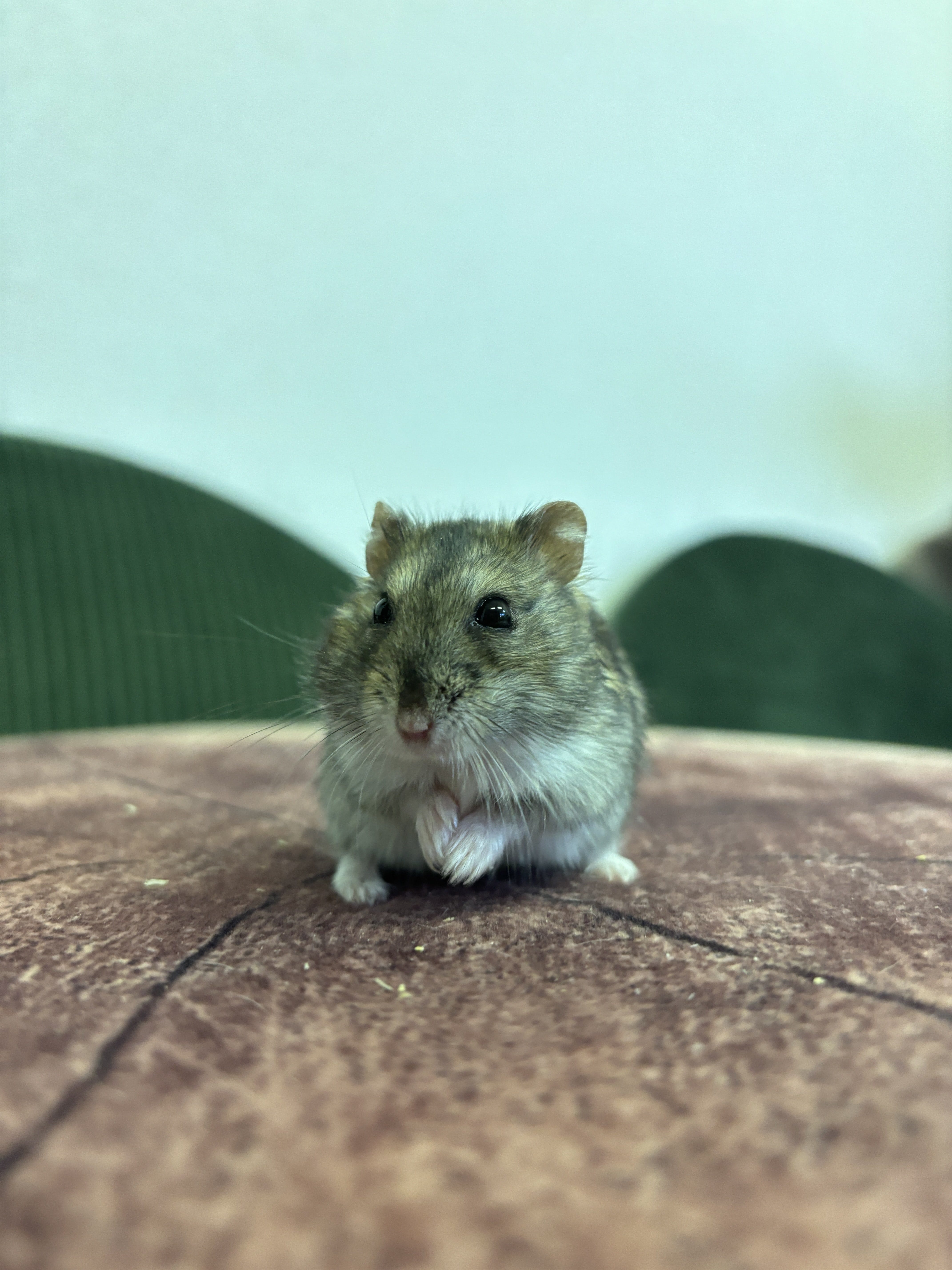 ジャンガリアンハムスター 京都 ふれあい