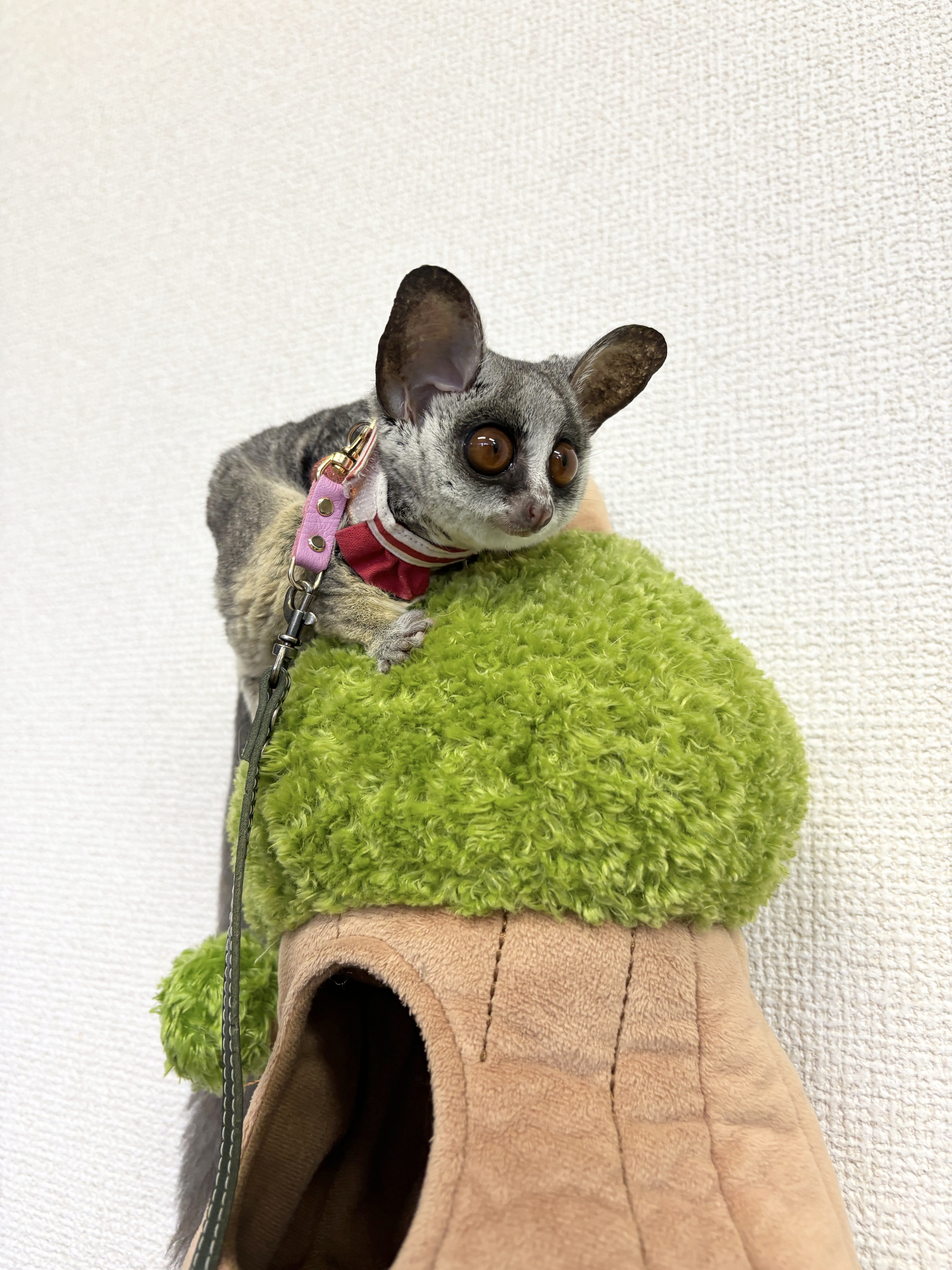 ショウガラゴ 京都 珍しい動物