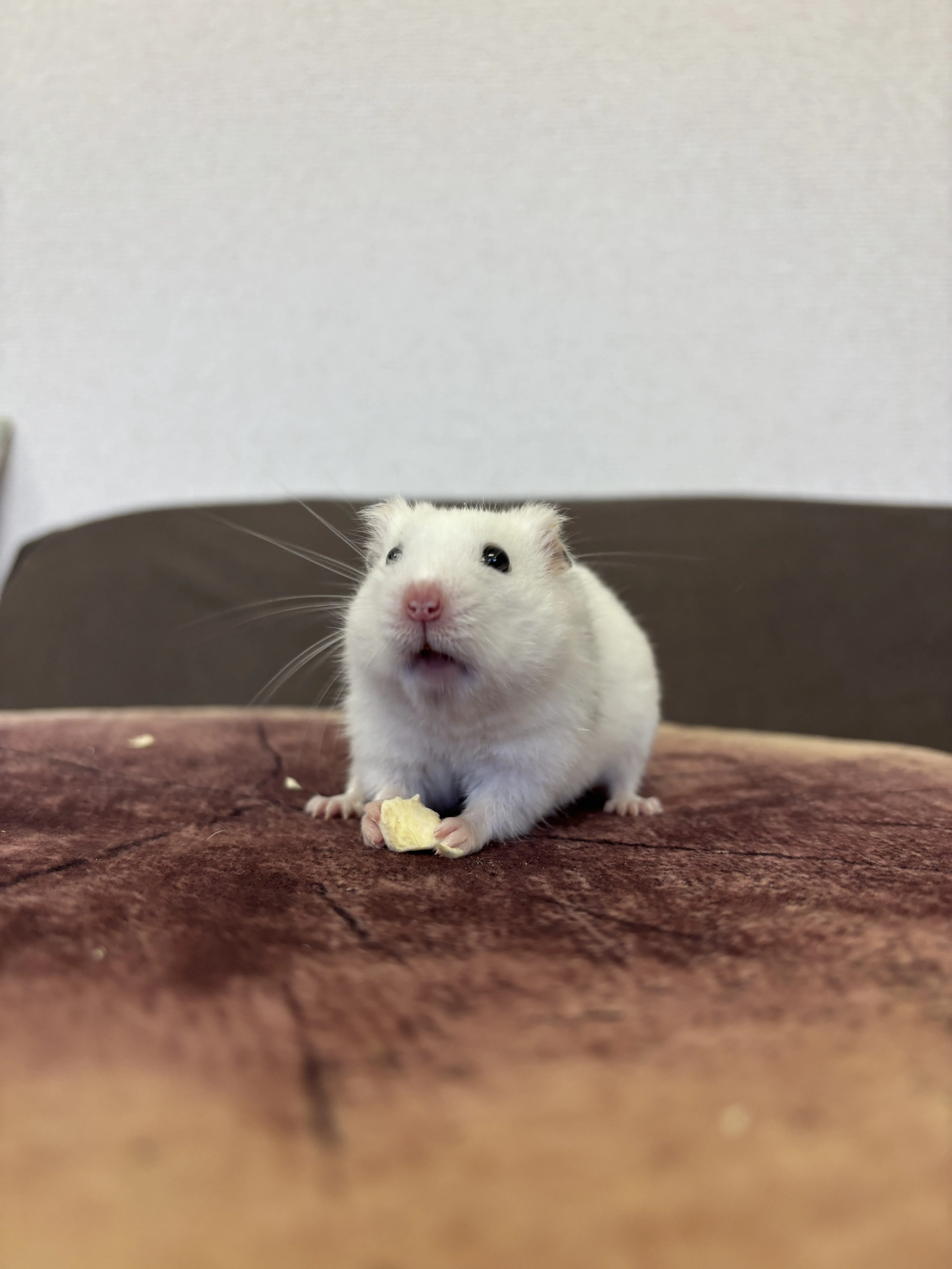 小動物
