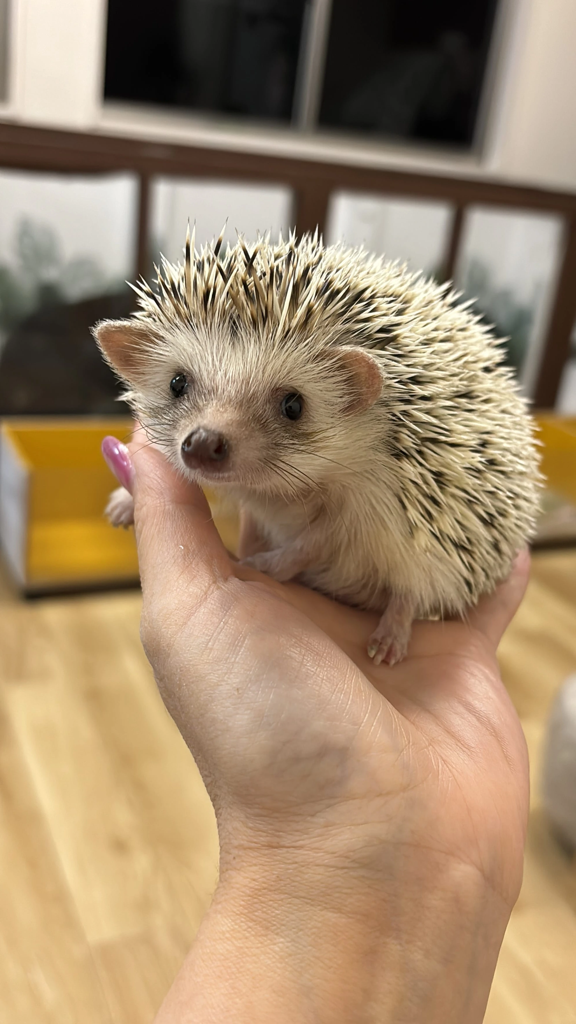 ハリネズミ