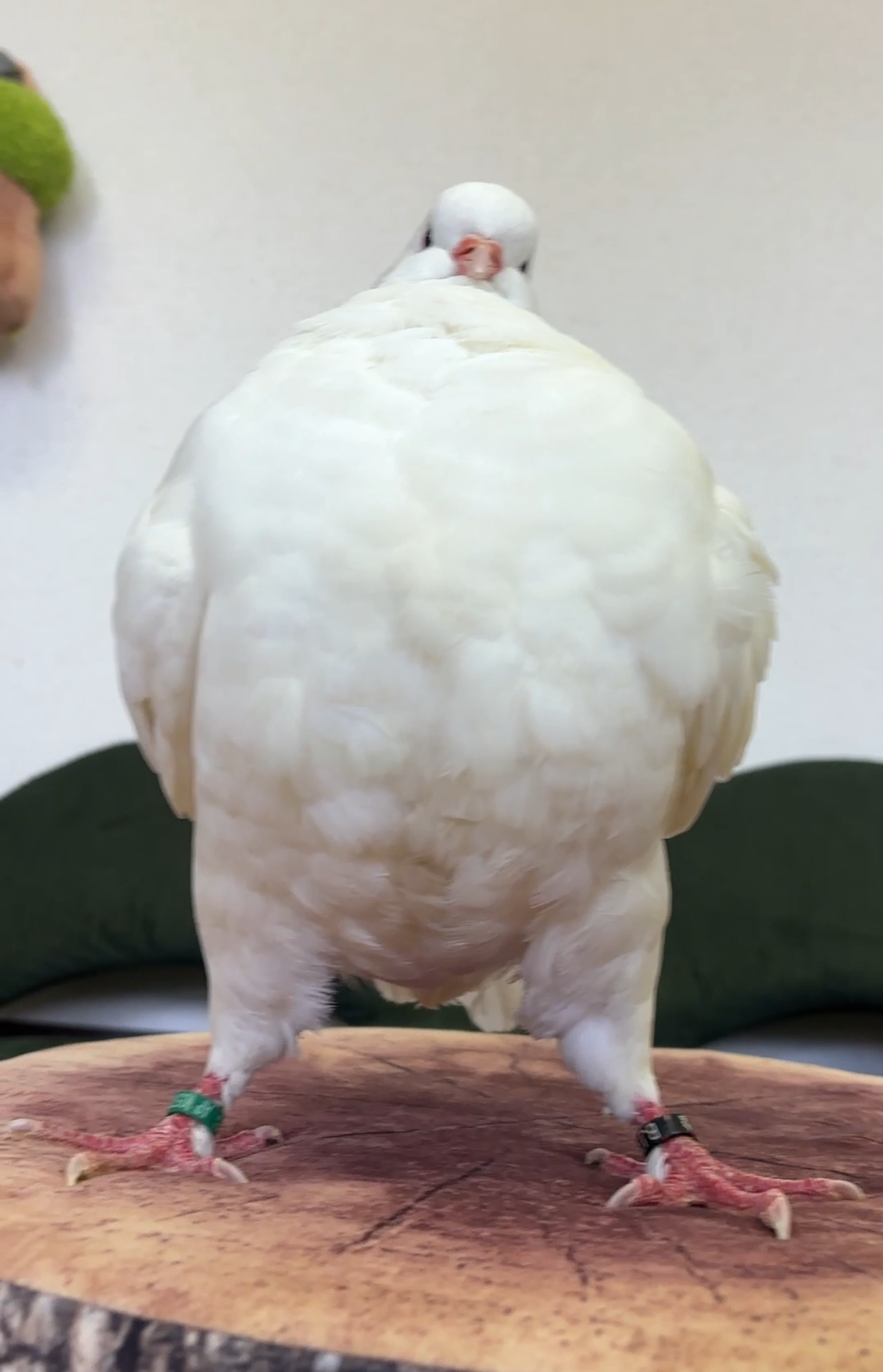 キングモンディーンピジョン