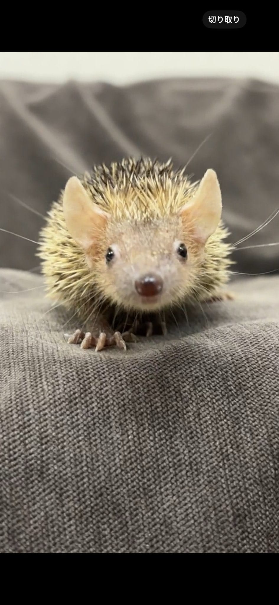ヒメハリテンレック 京都 珍しい動物