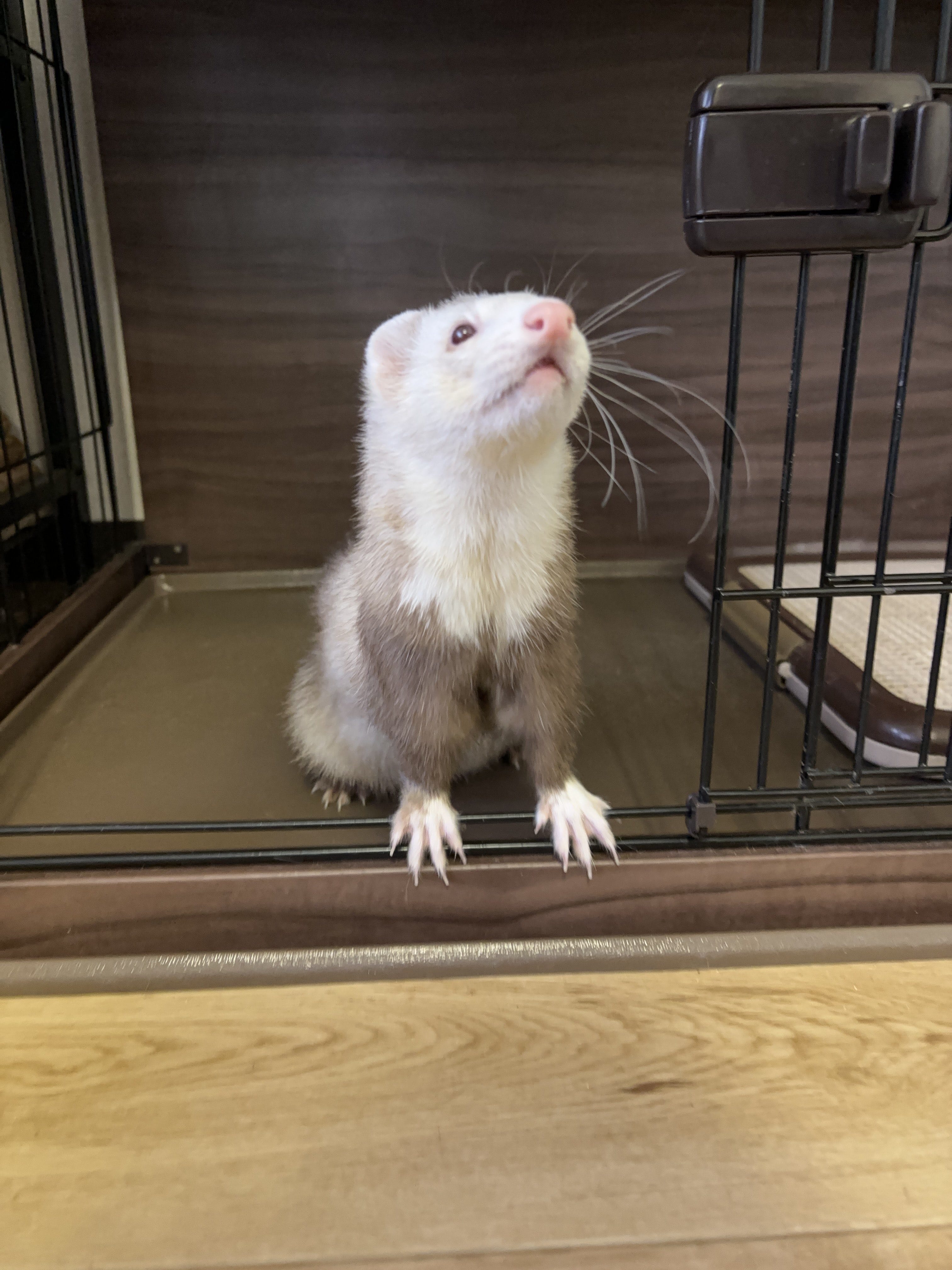 マーシャルフェレット 京都 ふれあい