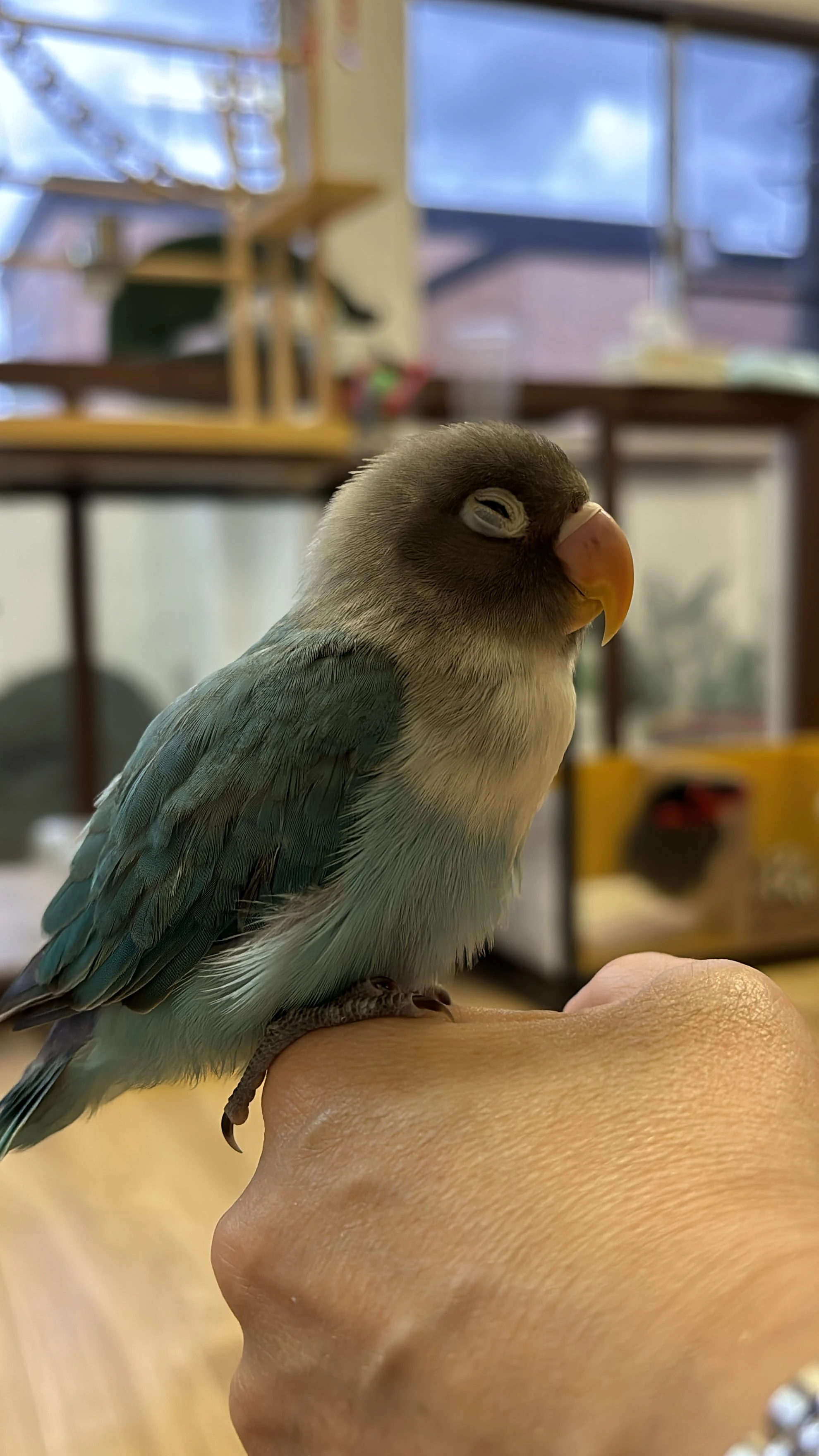 鳥類