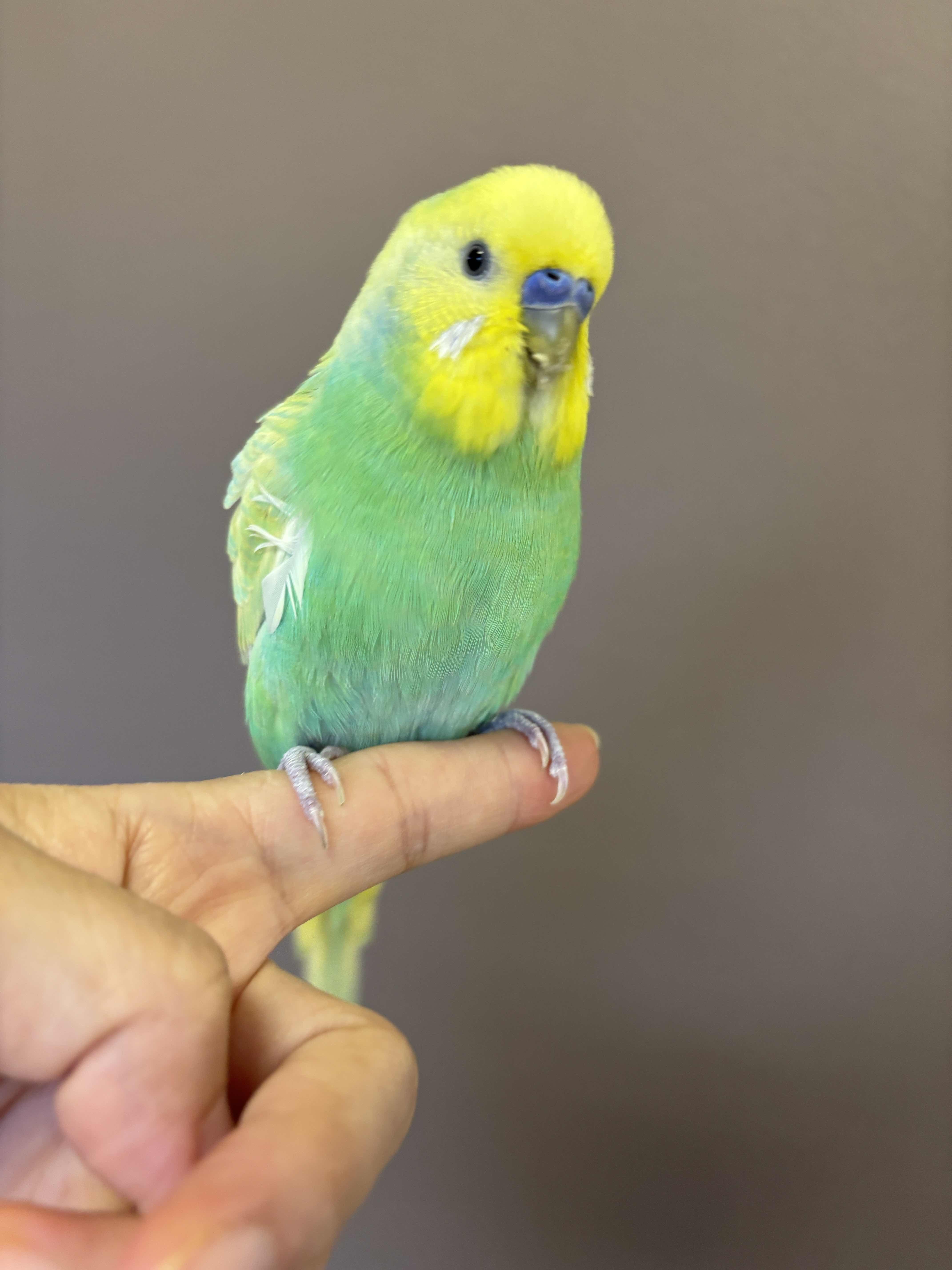 セキセイインコ 京都 触れ合い