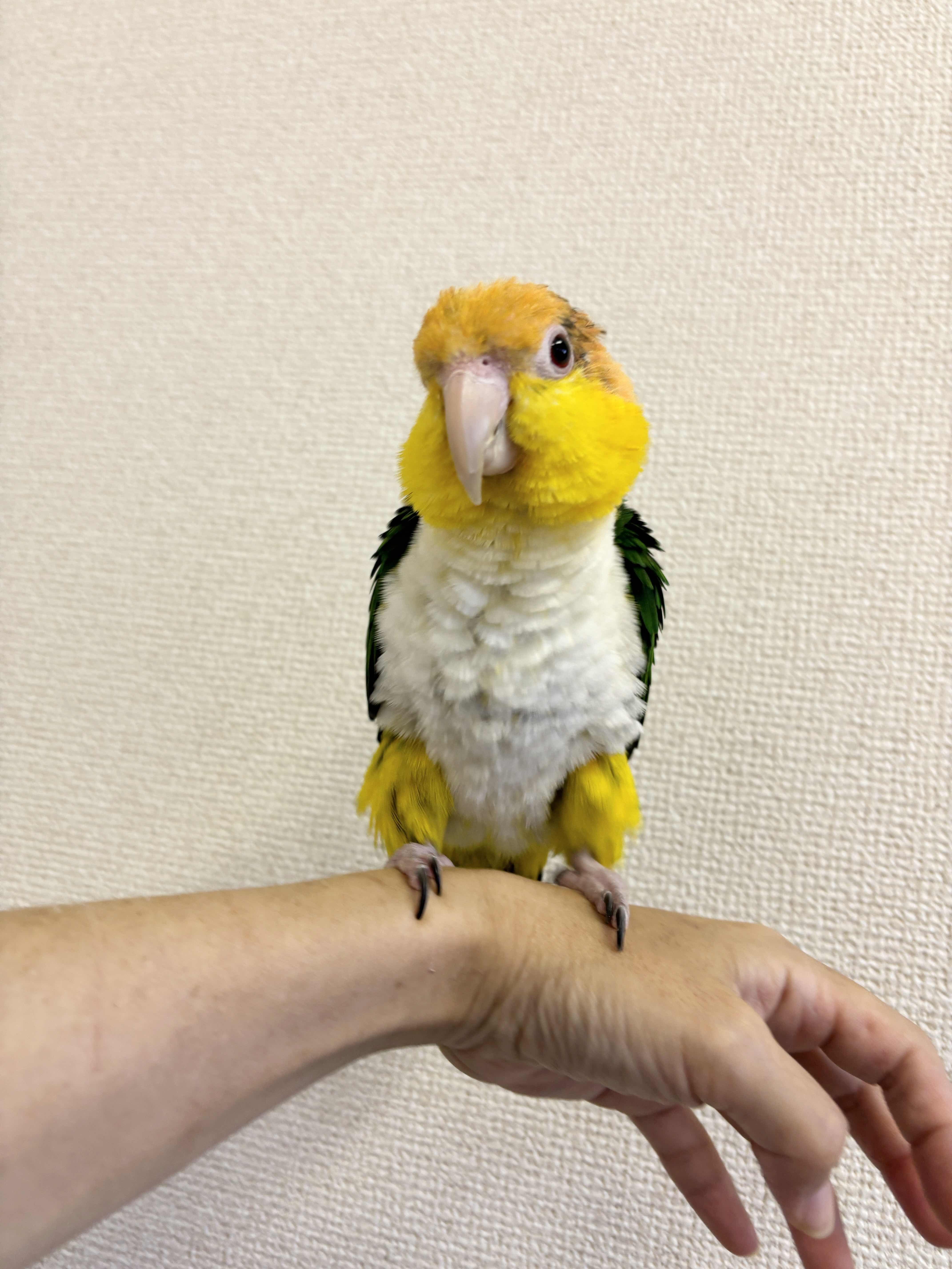 シロハラインコ 京都 ふれあい