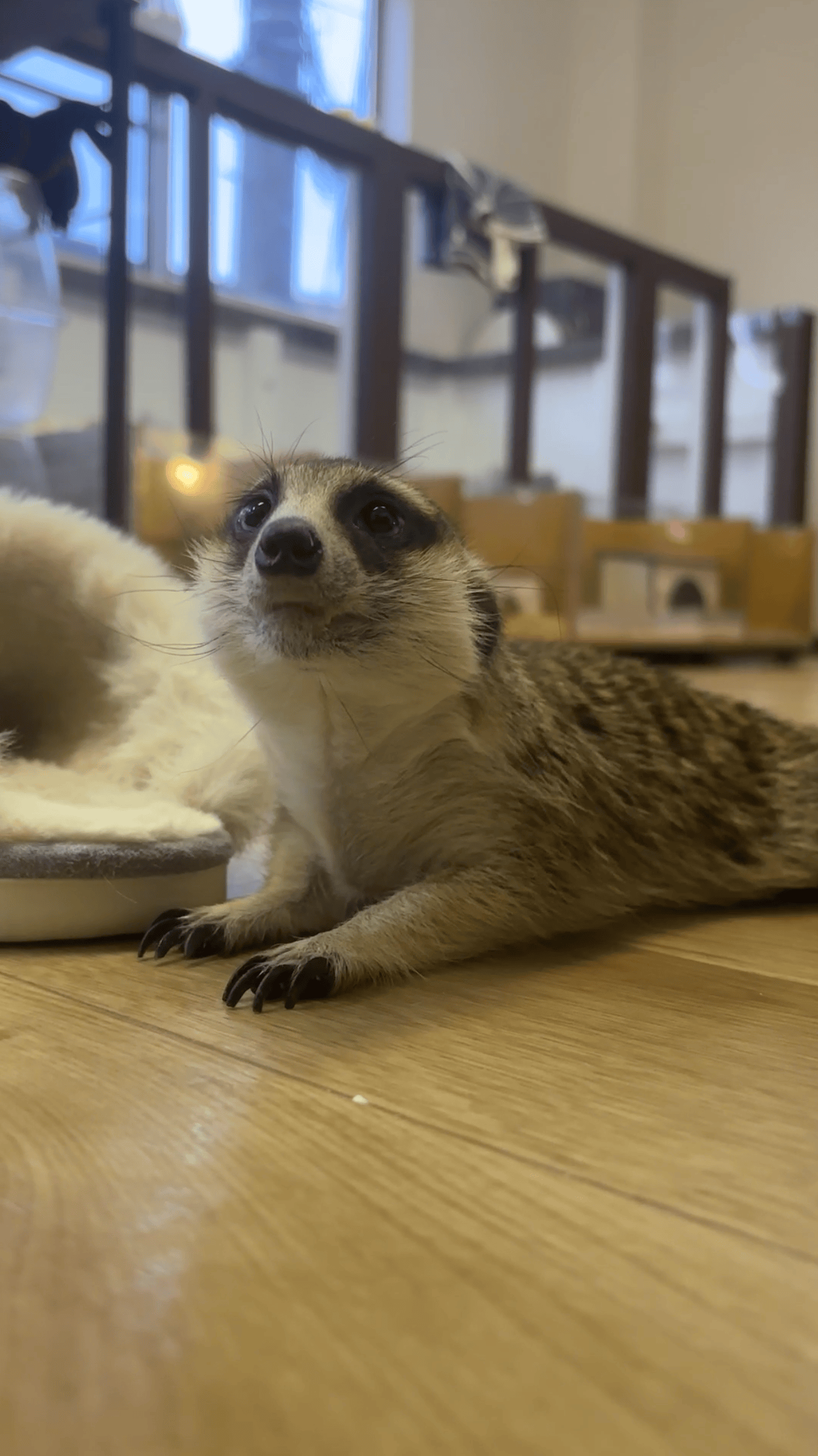 子ミーアキャット