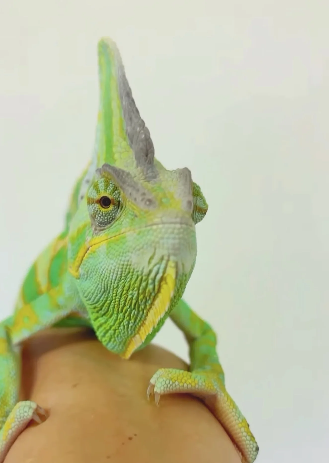 エボシカメレオン 京都 ふれあい 爬虫類